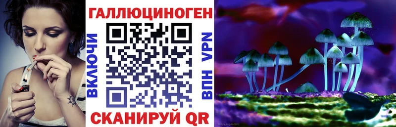 что такое Афипский Псилоцибиновые грибы Psilocybine cubensis